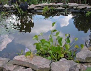 Design a fish pond garden with a waterfall concept 29