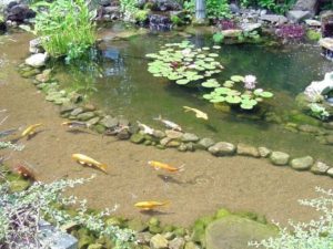 Design a fish pond garden with a waterfall concept 39