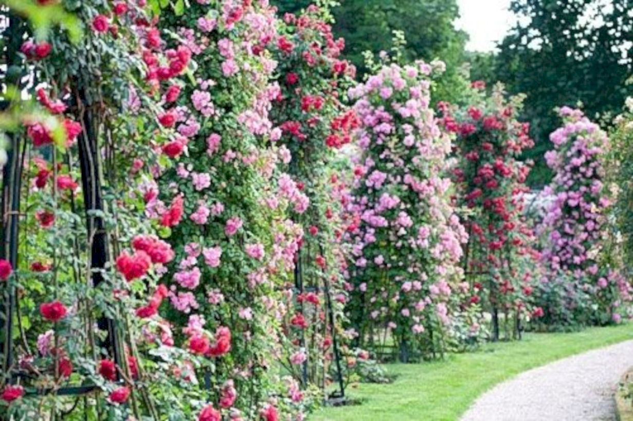Amazing rose garden ideas in this year 03