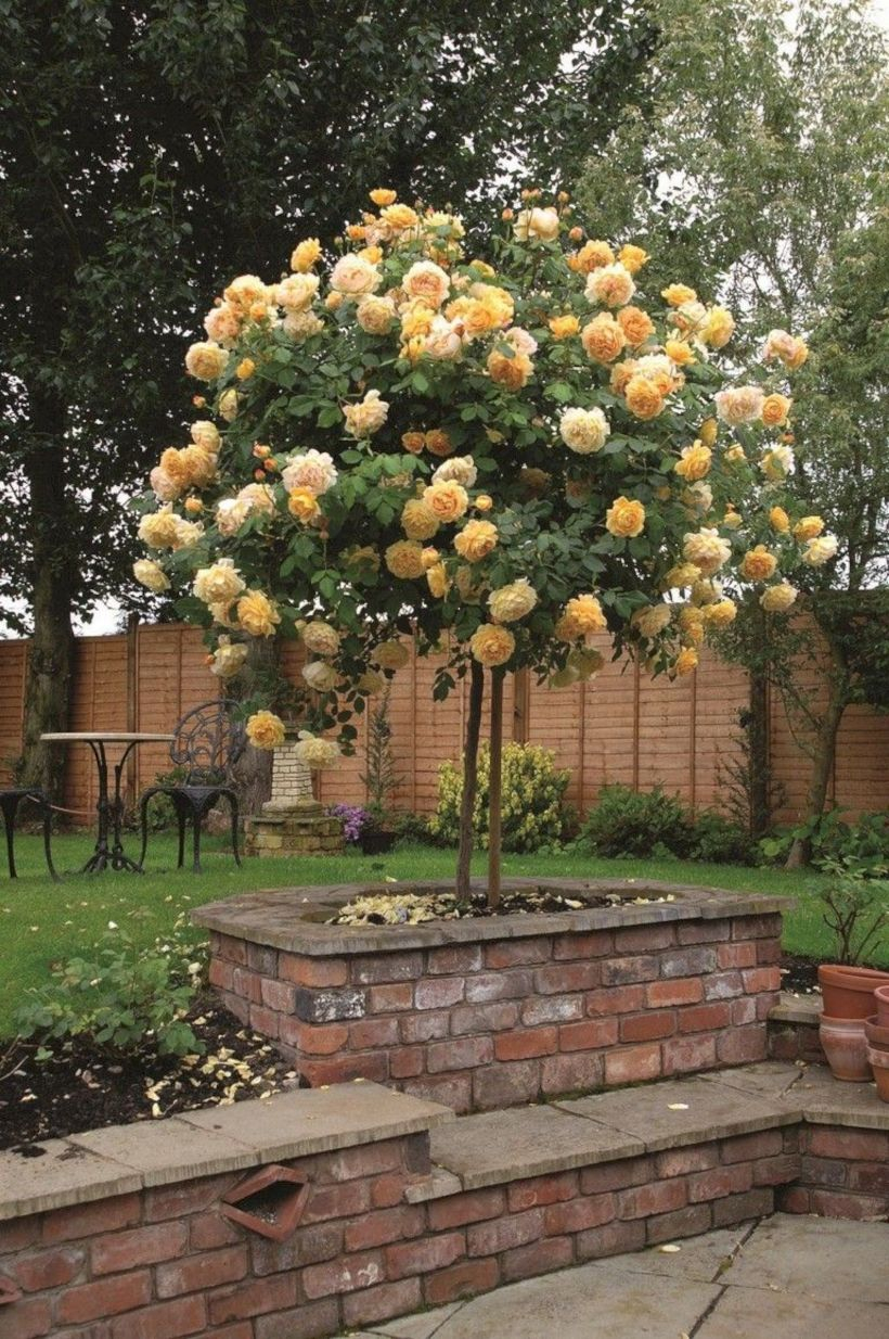 Amazing rose garden ideas in this year 09