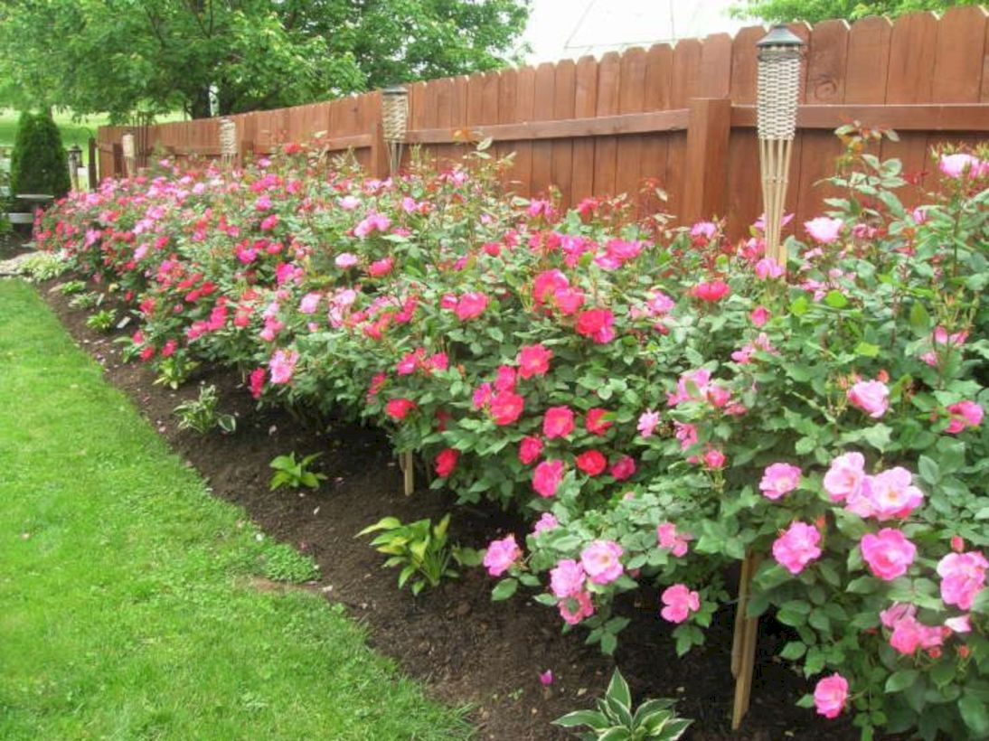 Amazing rose garden ideas in this year 11