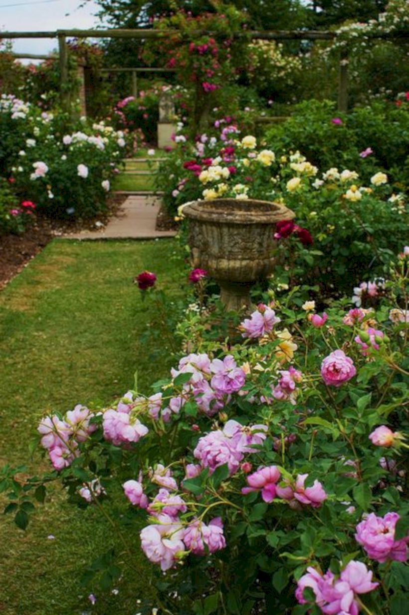 Amazing rose garden ideas in this year 21