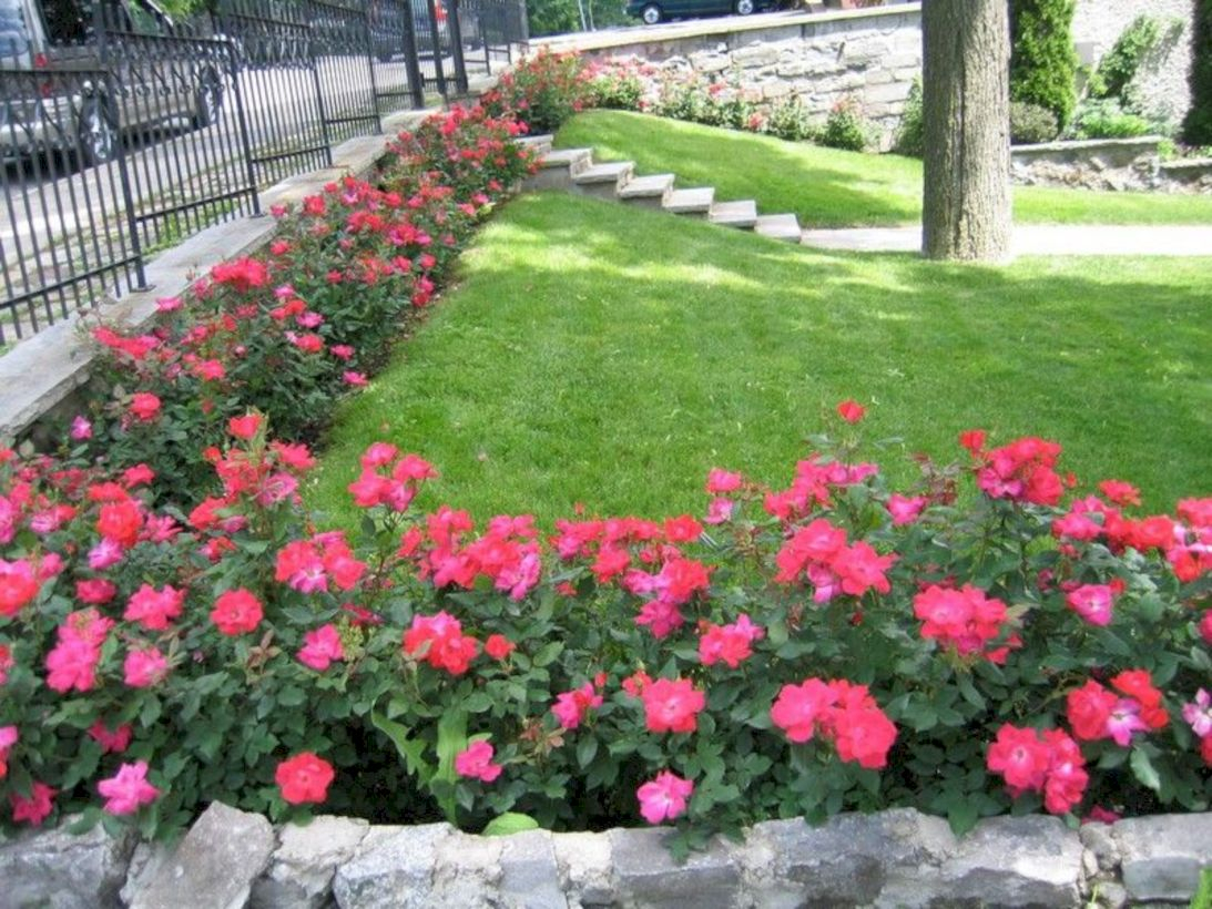 Amazing rose garden ideas in this year 25