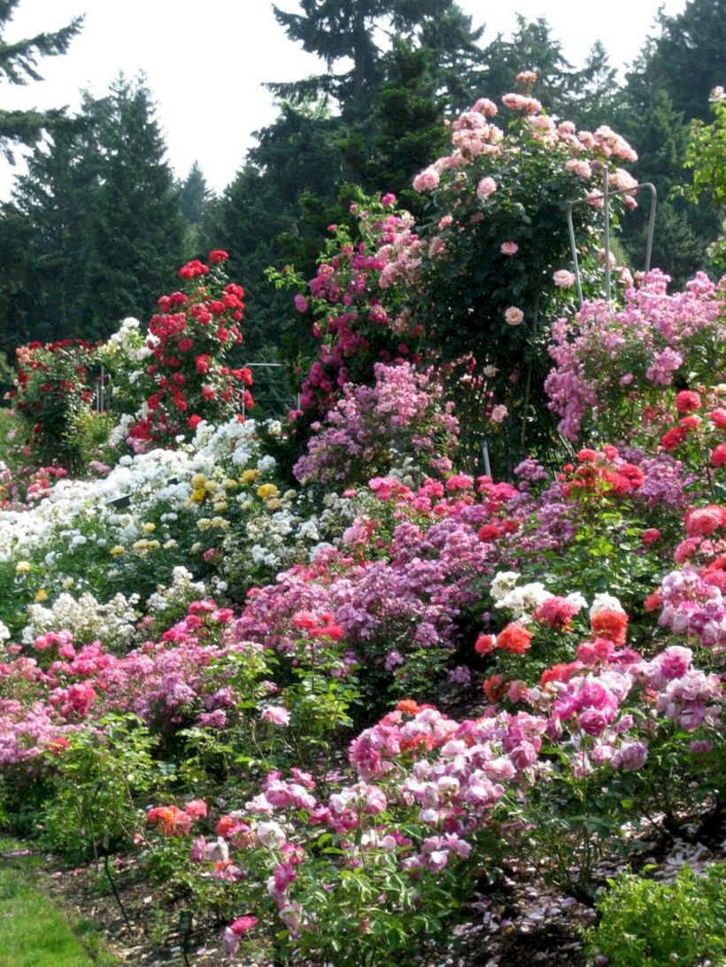 Amazing rose garden ideas in this year 27