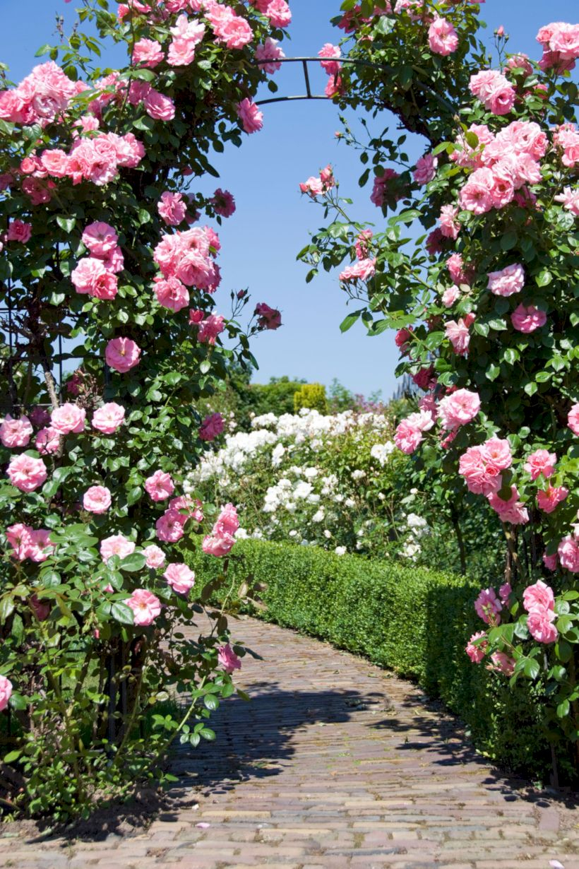Amazing rose garden ideas in this year 31