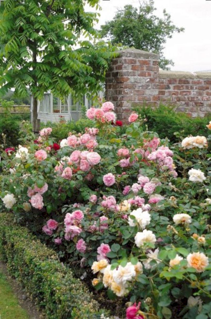 Amazing rose garden ideas in this year 33