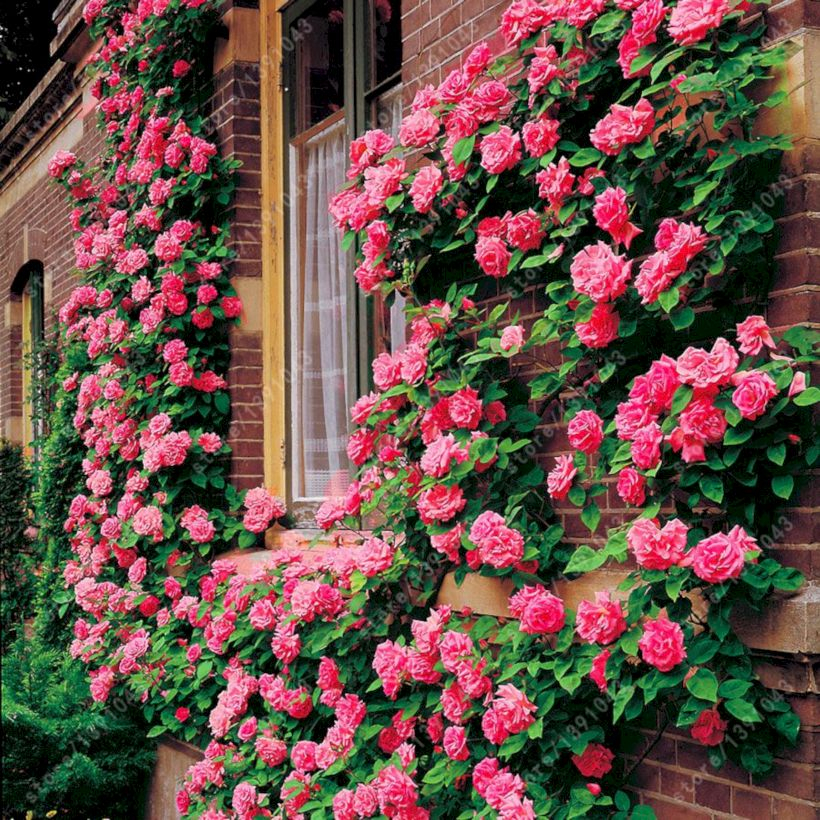 Amazing rose garden ideas in this year 35