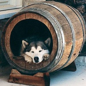 Home design ideas for your pet at home 14