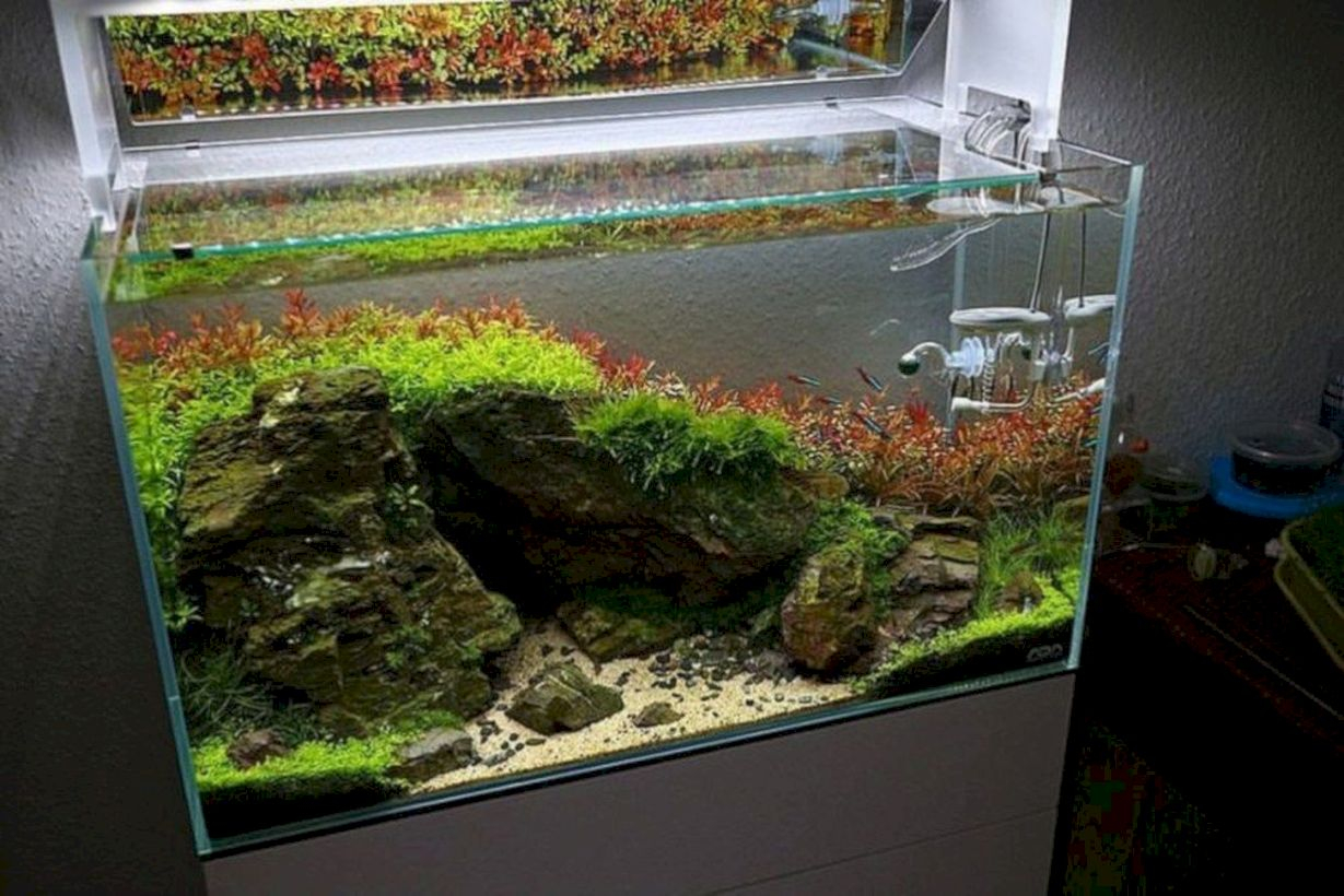 Aquarium design ideas that make your home look beauty 03