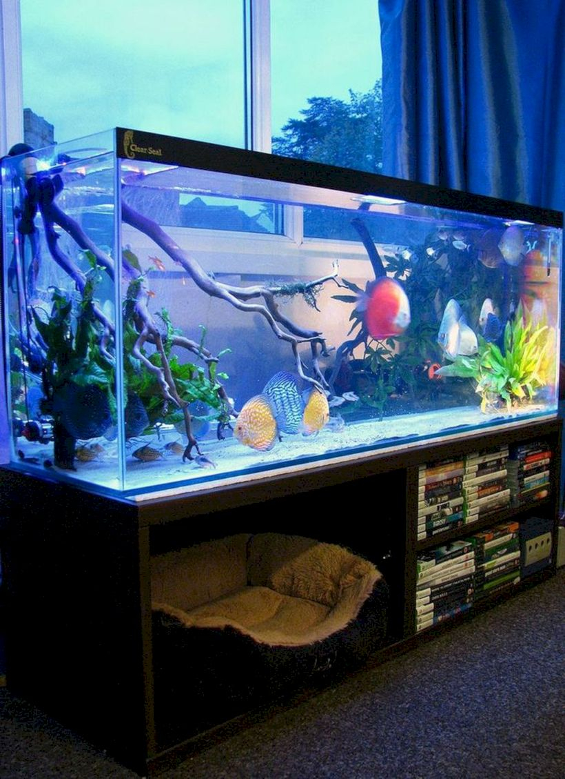 Aquarium design ideas that make your home look beauty 11