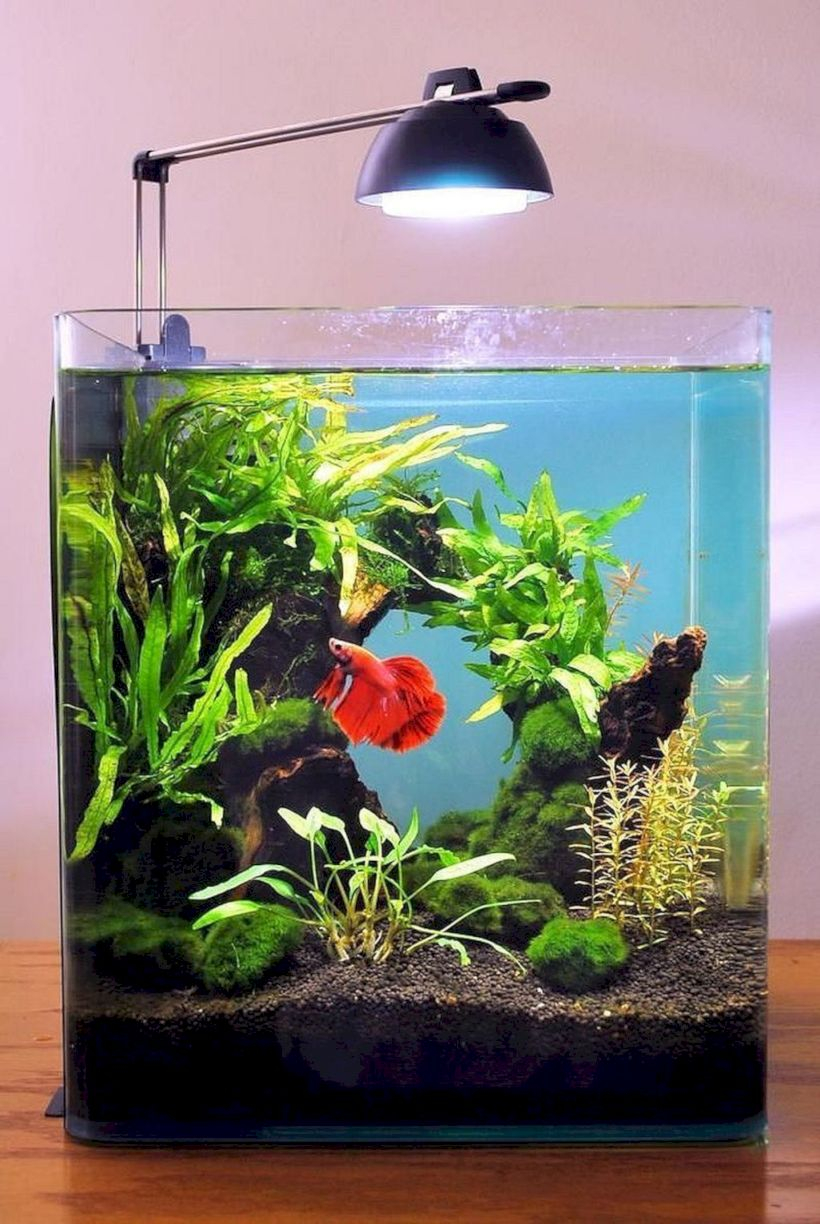 Aquarium design ideas that make your home look beauty 12