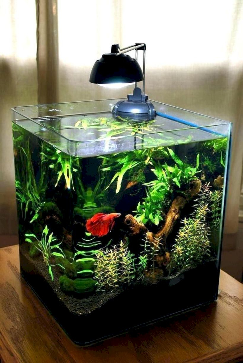 Aquarium design ideas that make your home look beauty 13