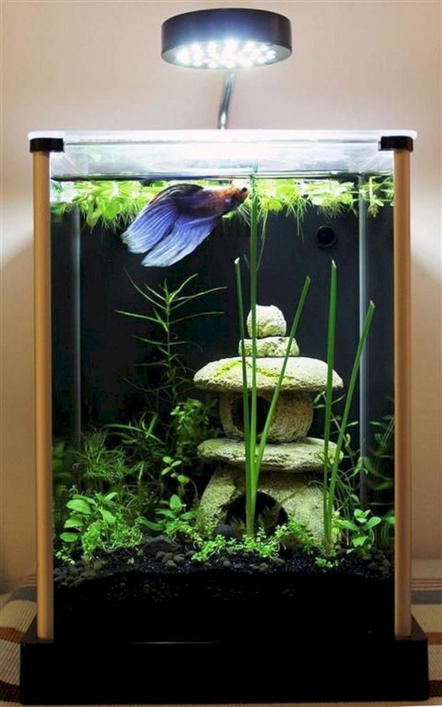 Aquarium design ideas that make your home look beauty 17