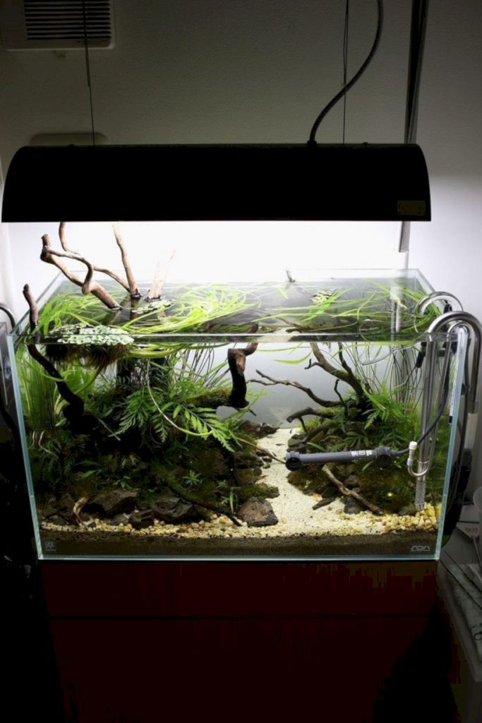 Aquarium design ideas that make your home look beauty 30