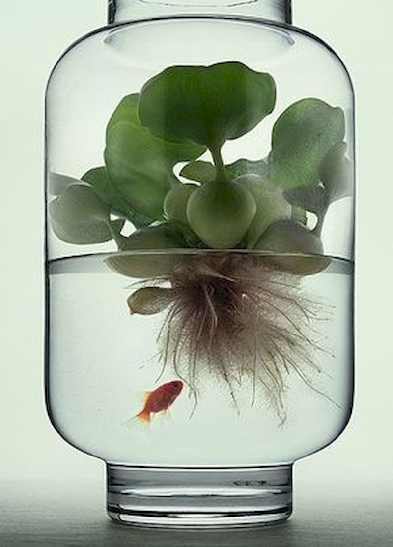 Indoor water garden ideas that fresh your room 23