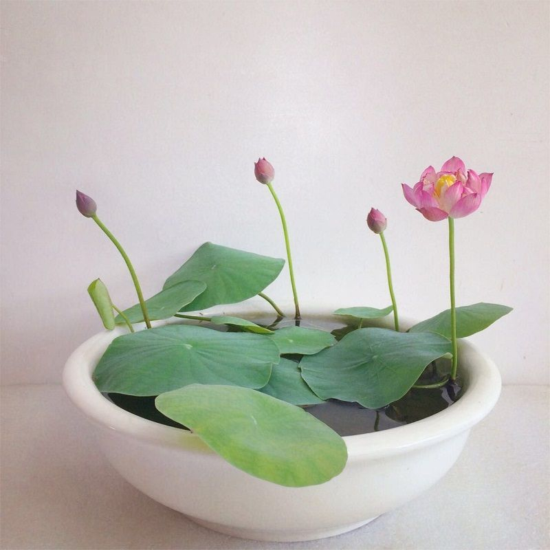 Indoor water garden ideas that fresh your room 34