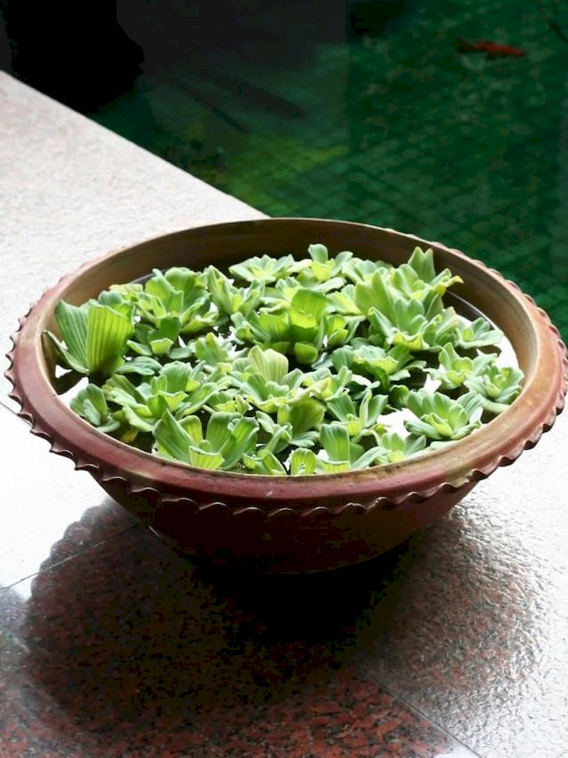 Indoor water garden ideas that fresh your room 38