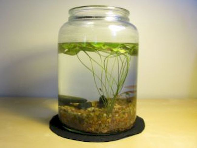 Indoor water garden ideas that fresh your room 49