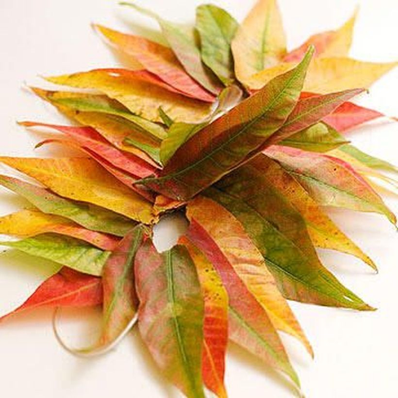 Stunning autumn leaves craft