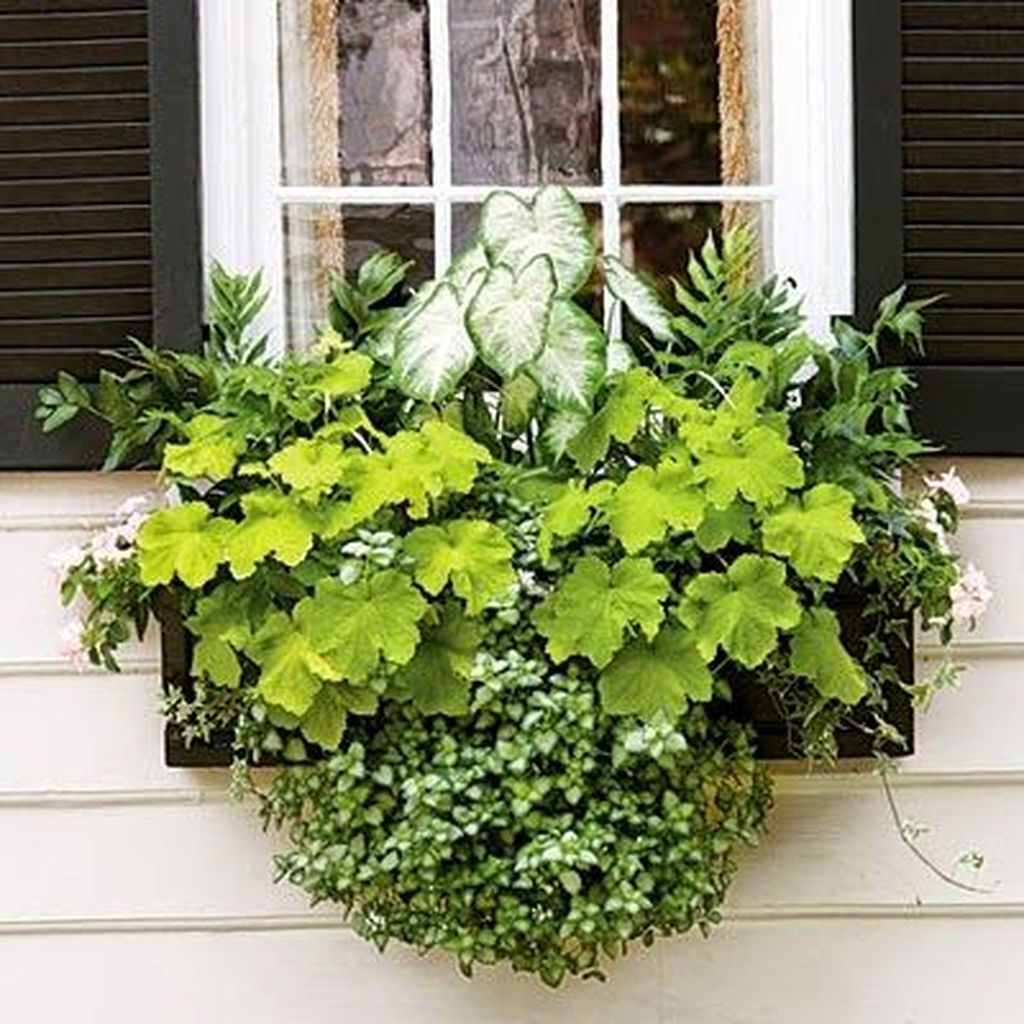 An amazing window greenery