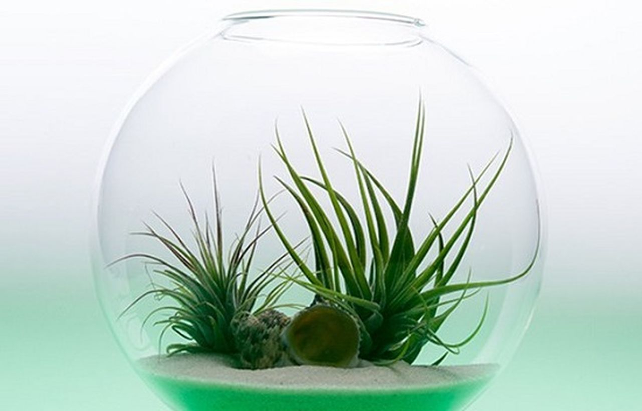 Diy terrarium centerpiece to planter succulent for your table decoration