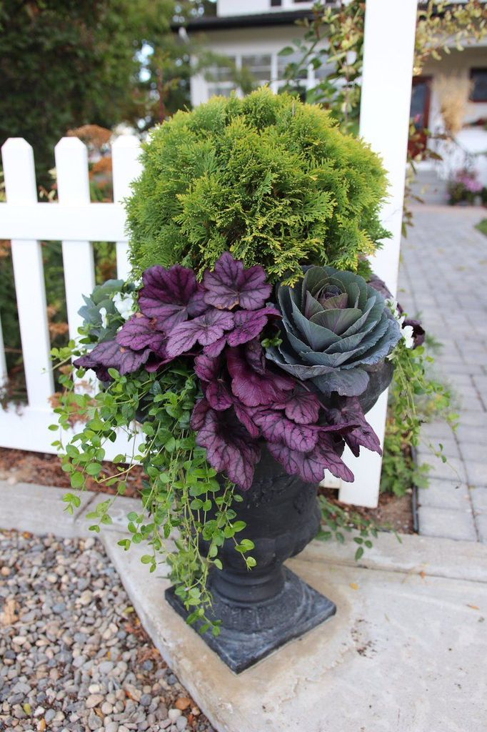 Drak pot combined with plants