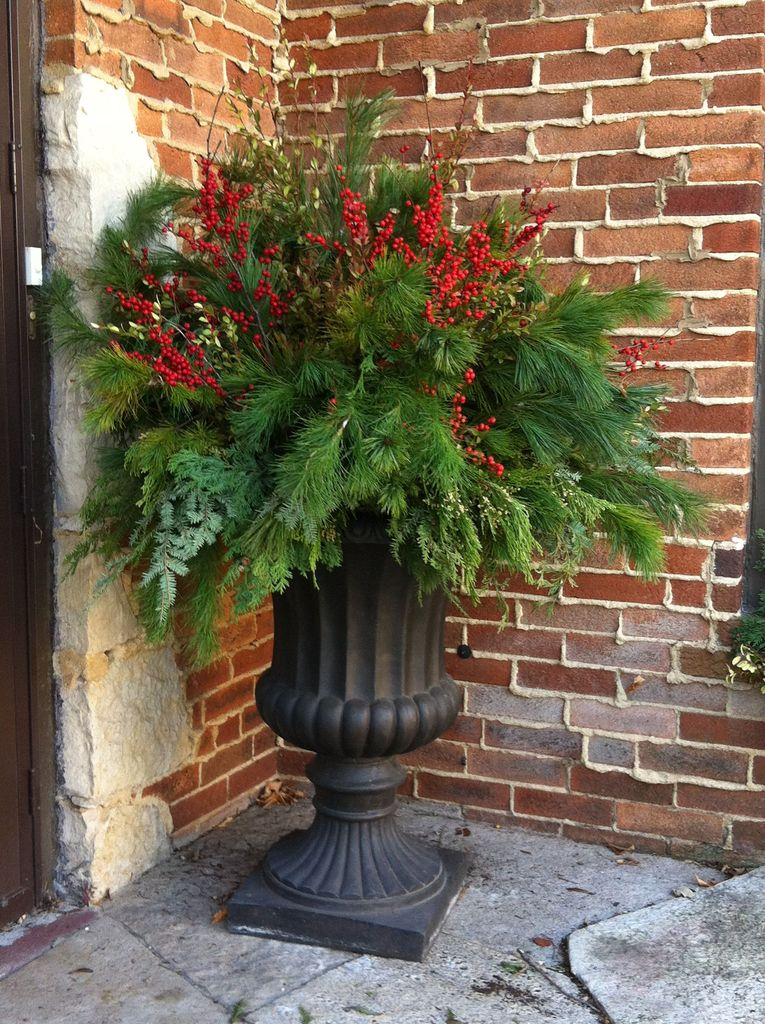 Houseplants for outdoor decoration