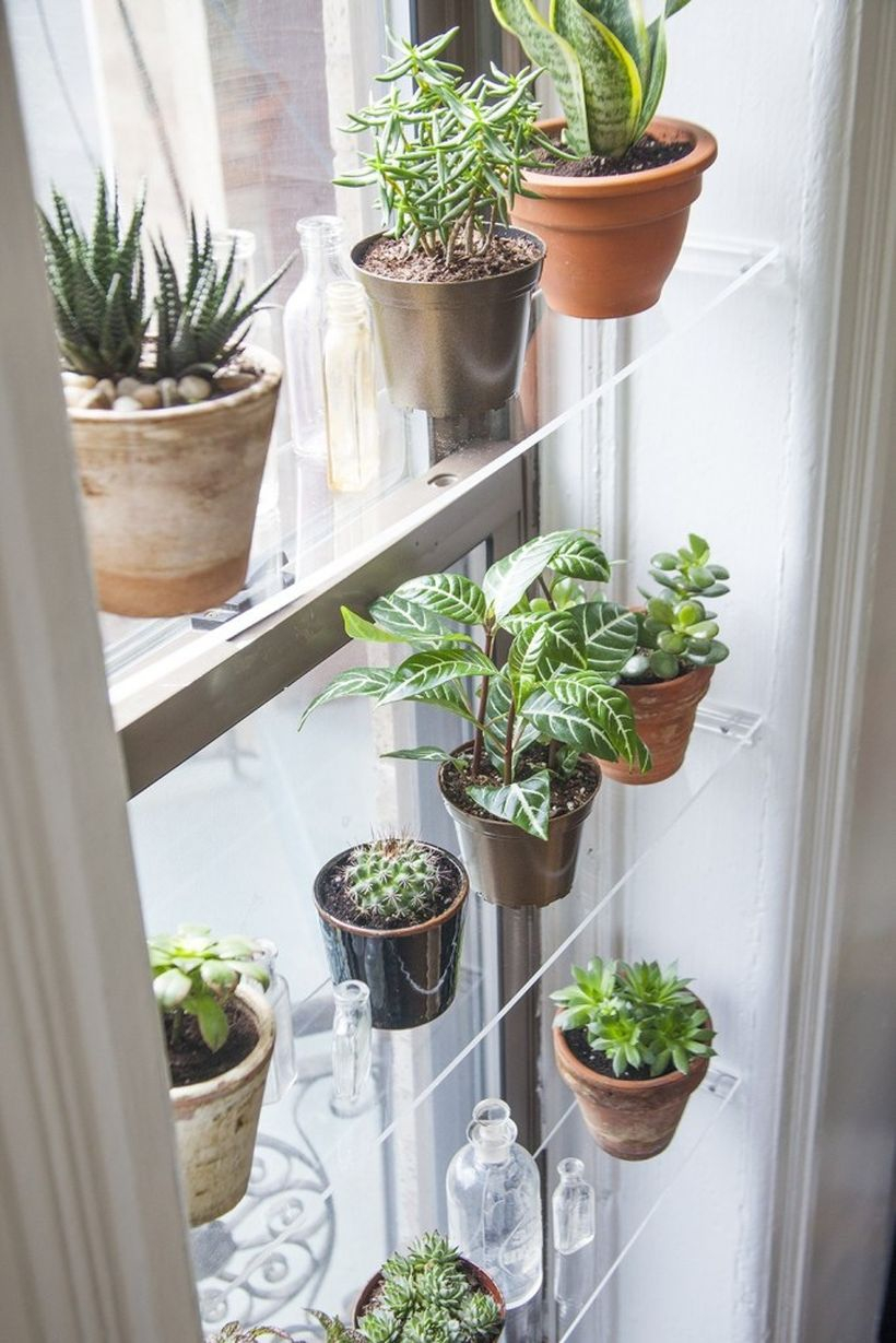 Modern glass rack placement succulent ideas with awesome decoration