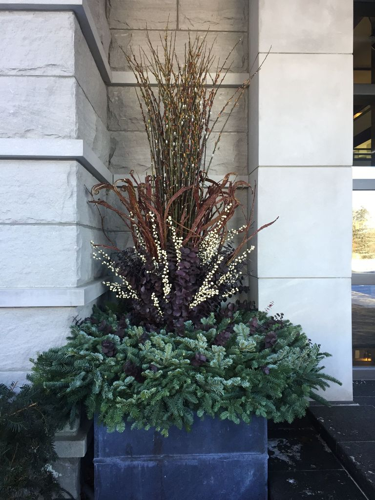 Plants for outdoor decoration