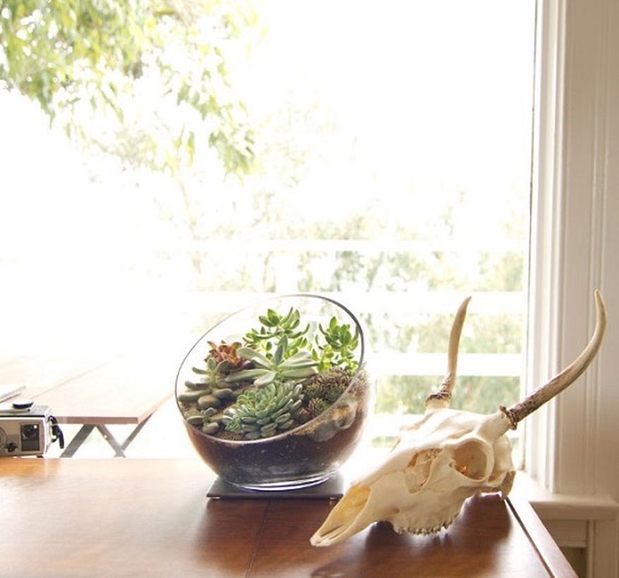 Simple terrarium designs for your home decoration with globe glass terrarium for succulent arrangmnet you must try