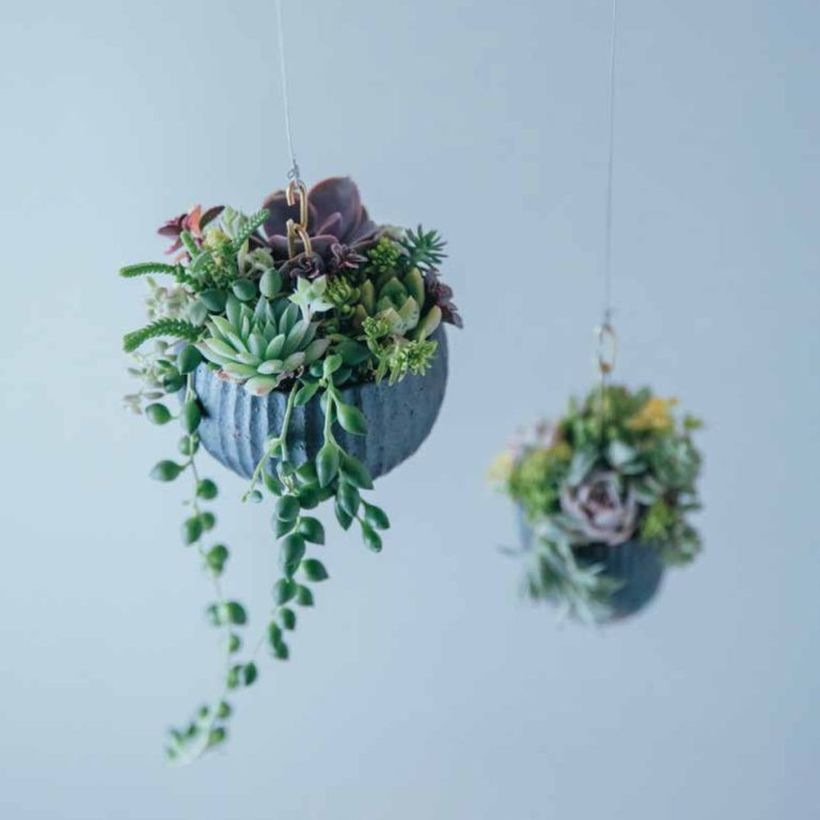 Small hanging succulent ideas with round gray pot to look pretty