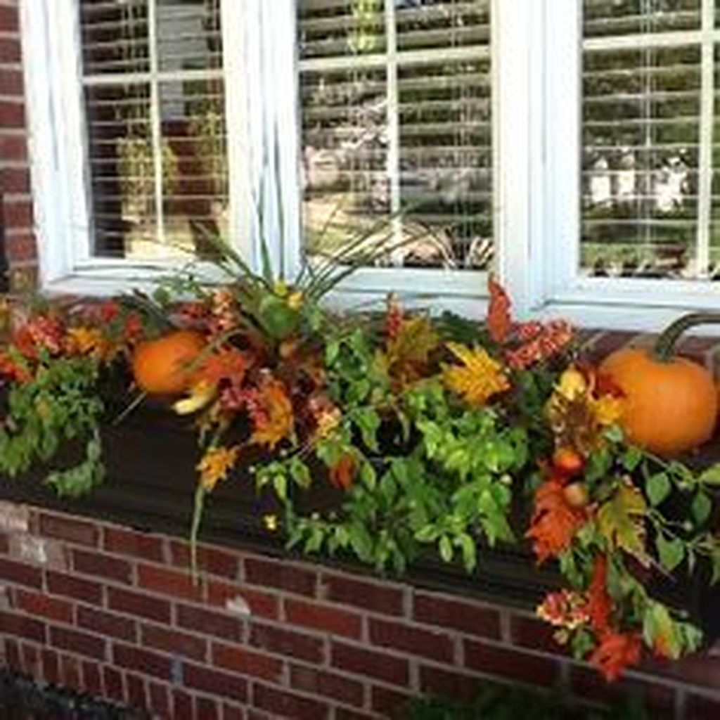 Window plants combined with pumpkins to perfect your outdoor design