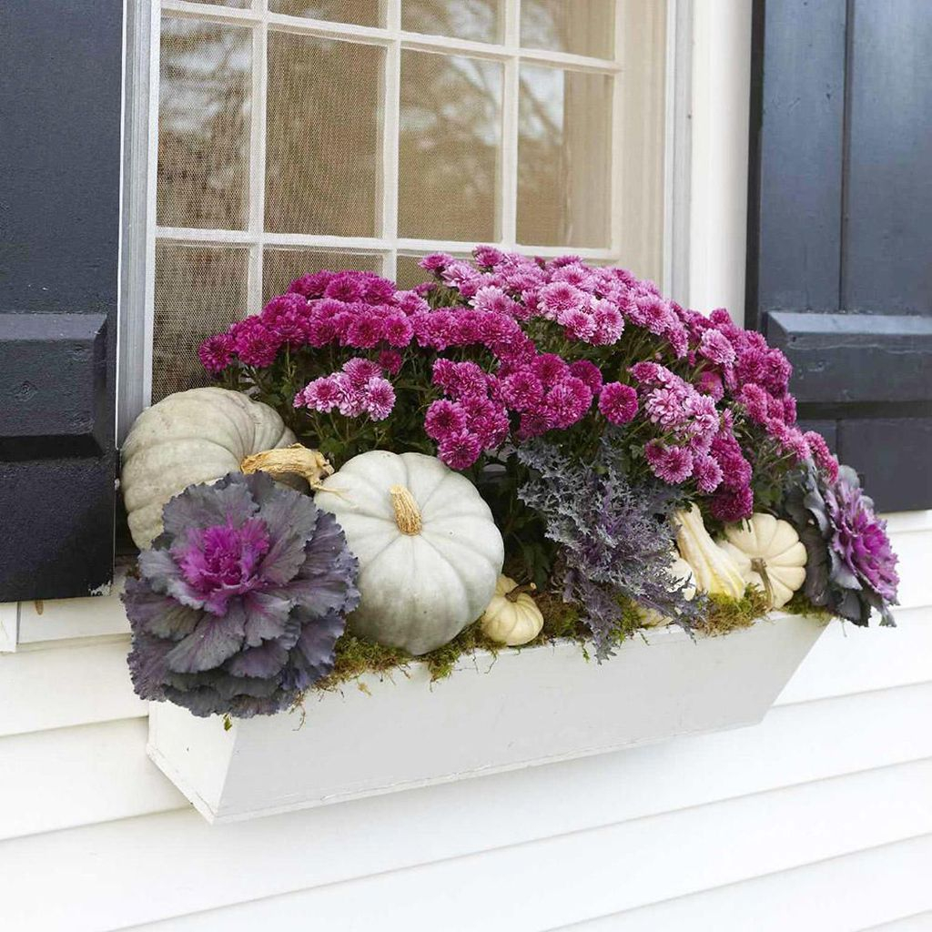Window plants combined with white pumpkins