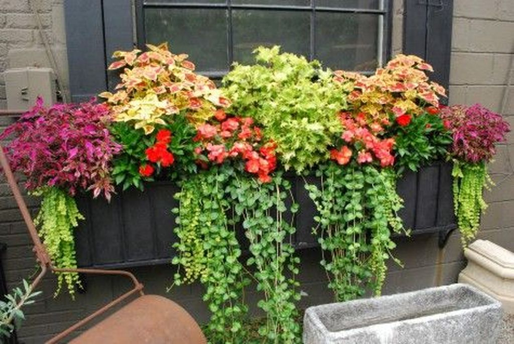 Window plants for fall decoration