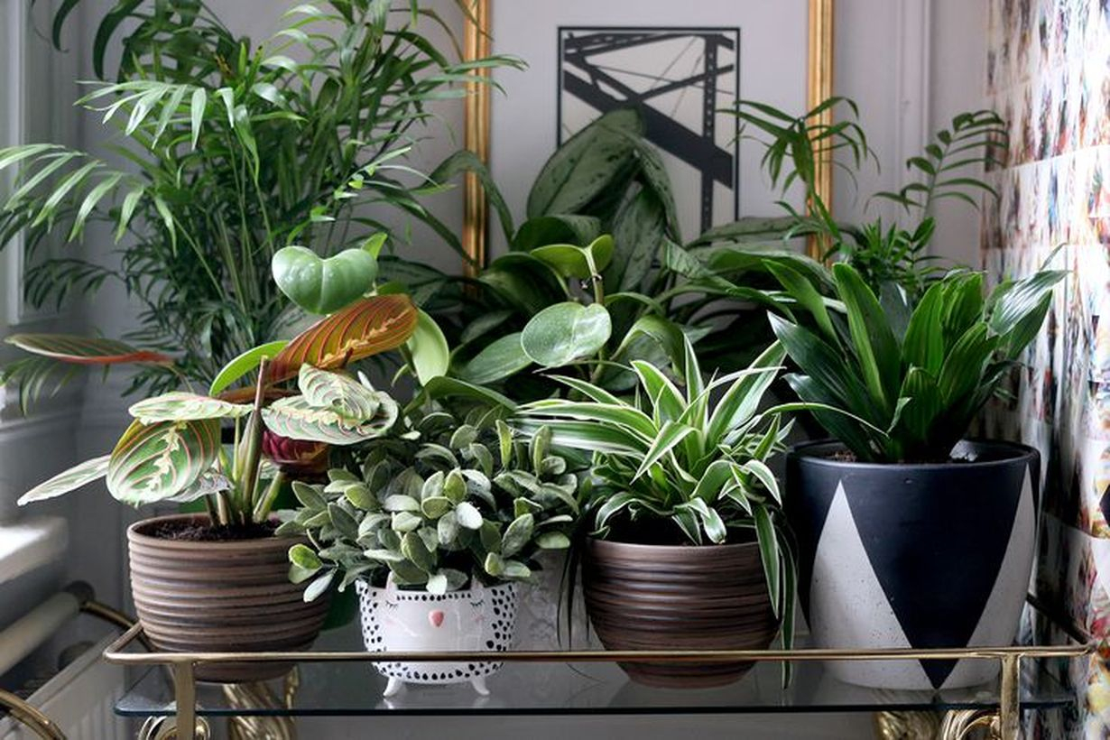 Awesome arrangement greenery for decoration balcony you must try