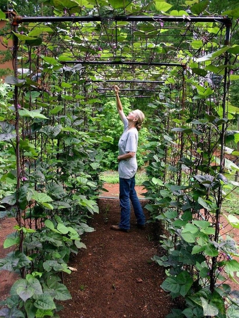 Black pipe trellis