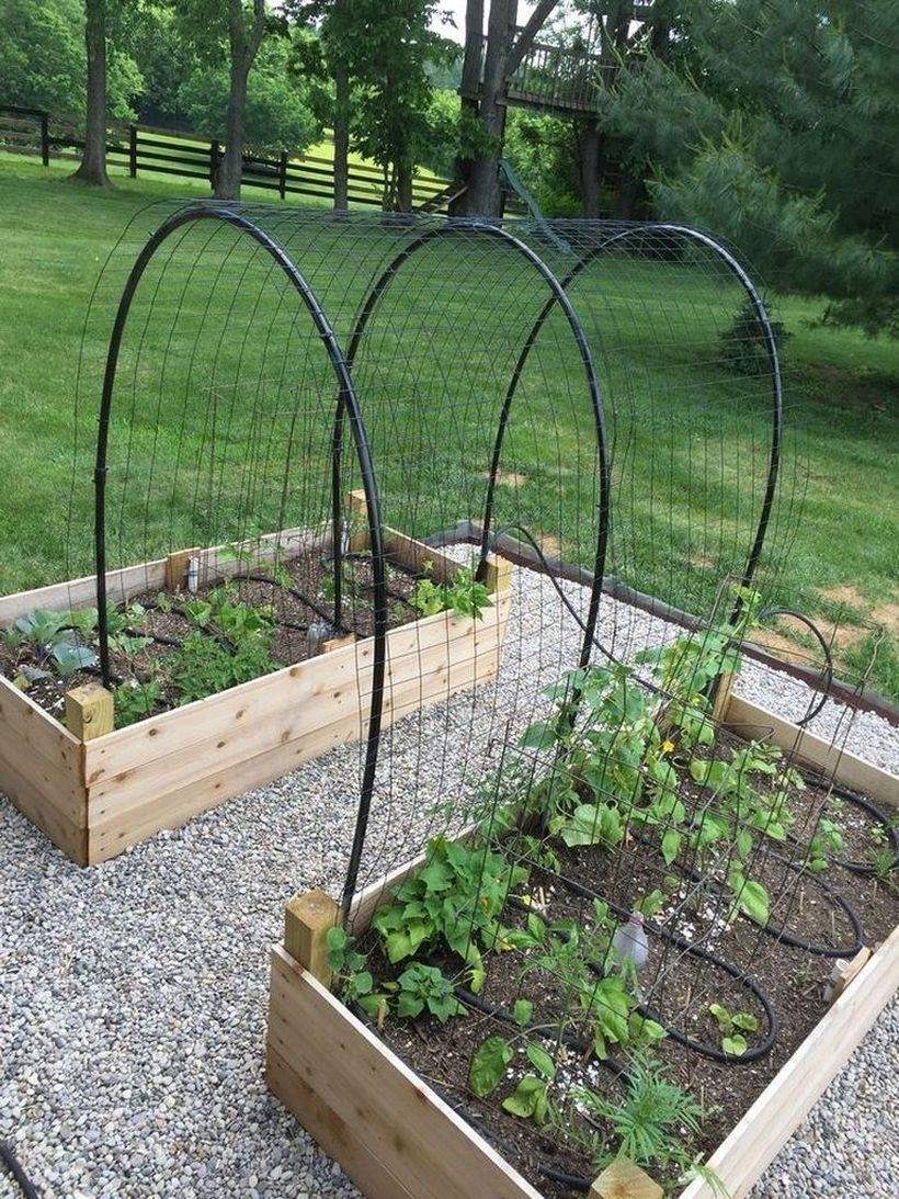 Iron curved and wire trellis