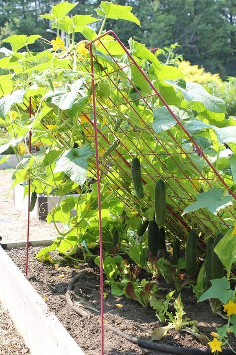 Iron trellis for vegetable buffer