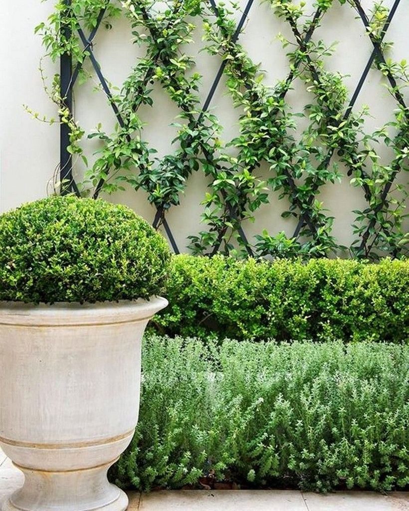 Iron trellis on the wall and vines