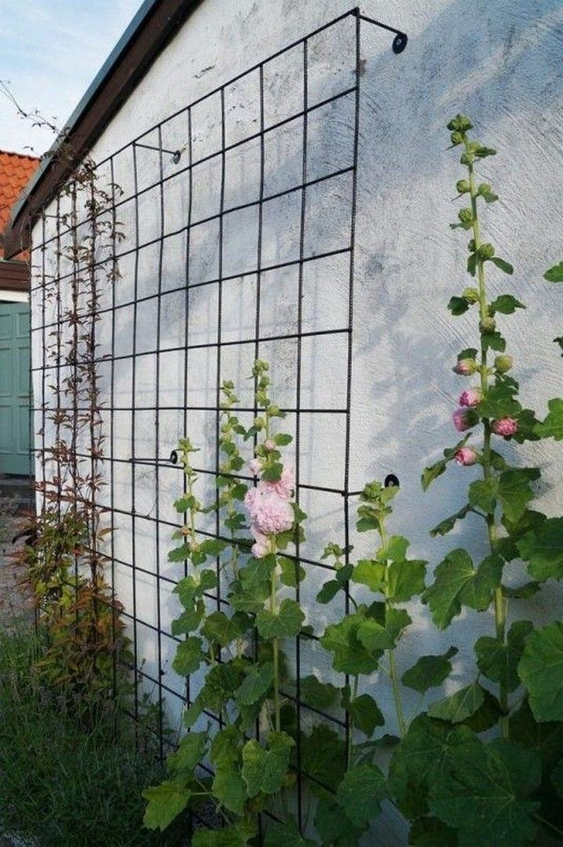 Iron trellis on the wall