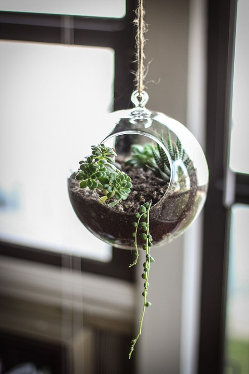 Most beautiful hanging globe terrarium to create look attractive