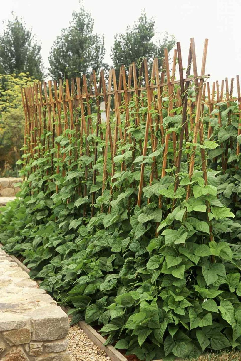 Piece of wood trellis