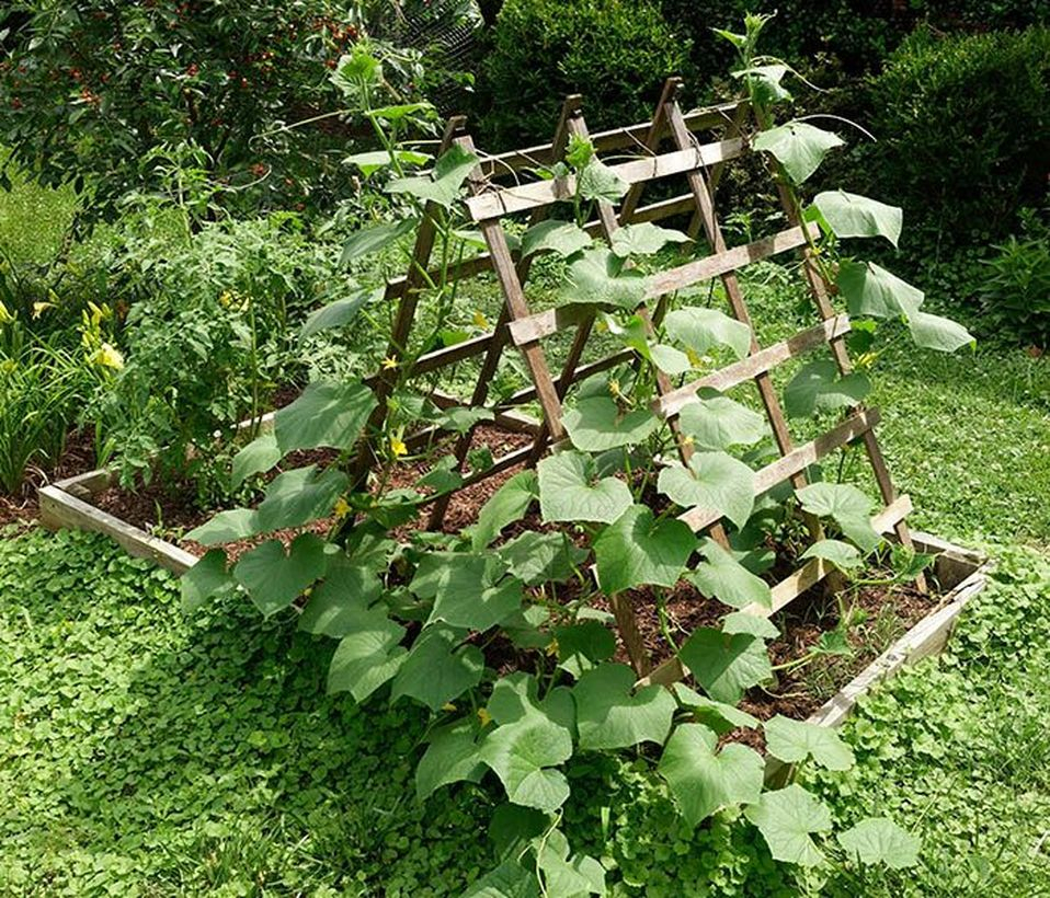 Rustic wooden trellis for garden