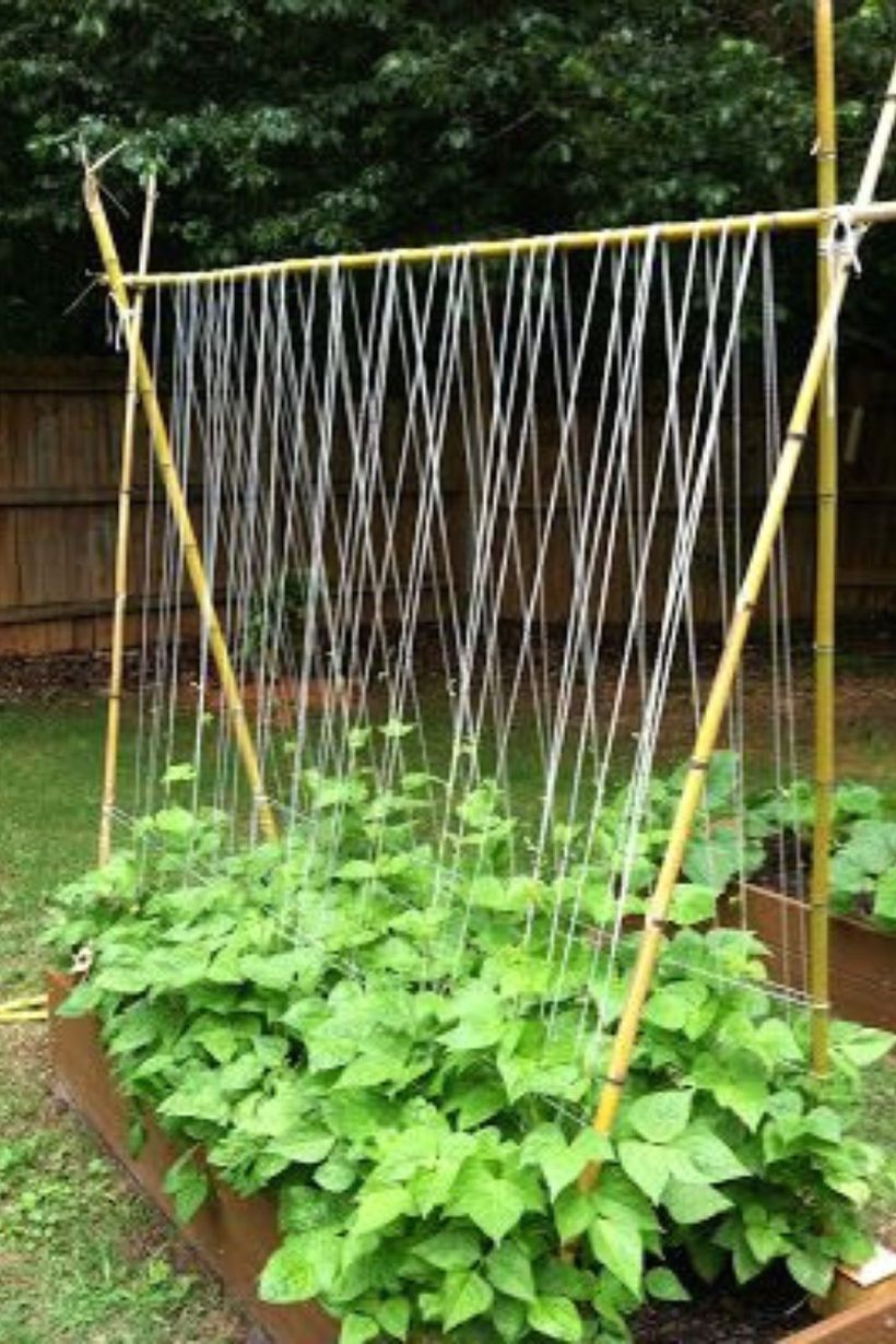 Unique trellis from bamboo and rope