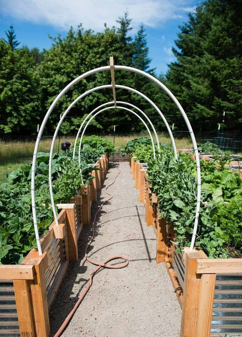 White curved iron trellis