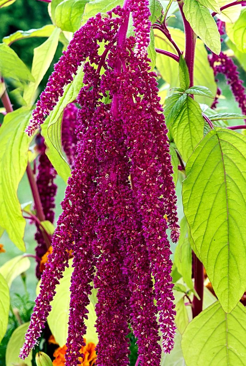Amaranthus-flowers-and-plants.-