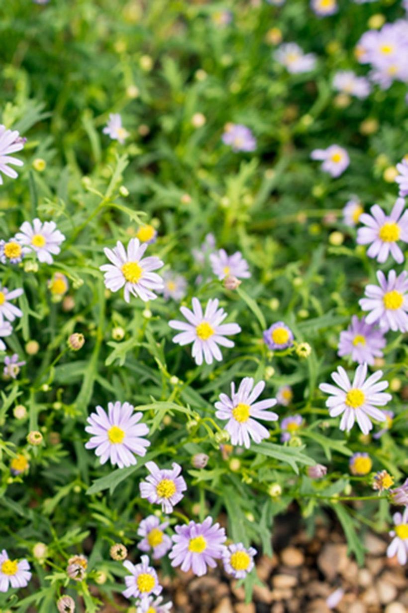 Aster-plants-and-flowers.-