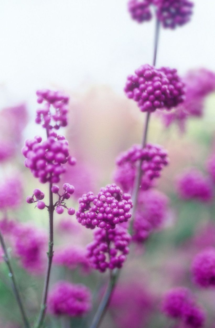 Bery-bery-plants-and-flowers.-