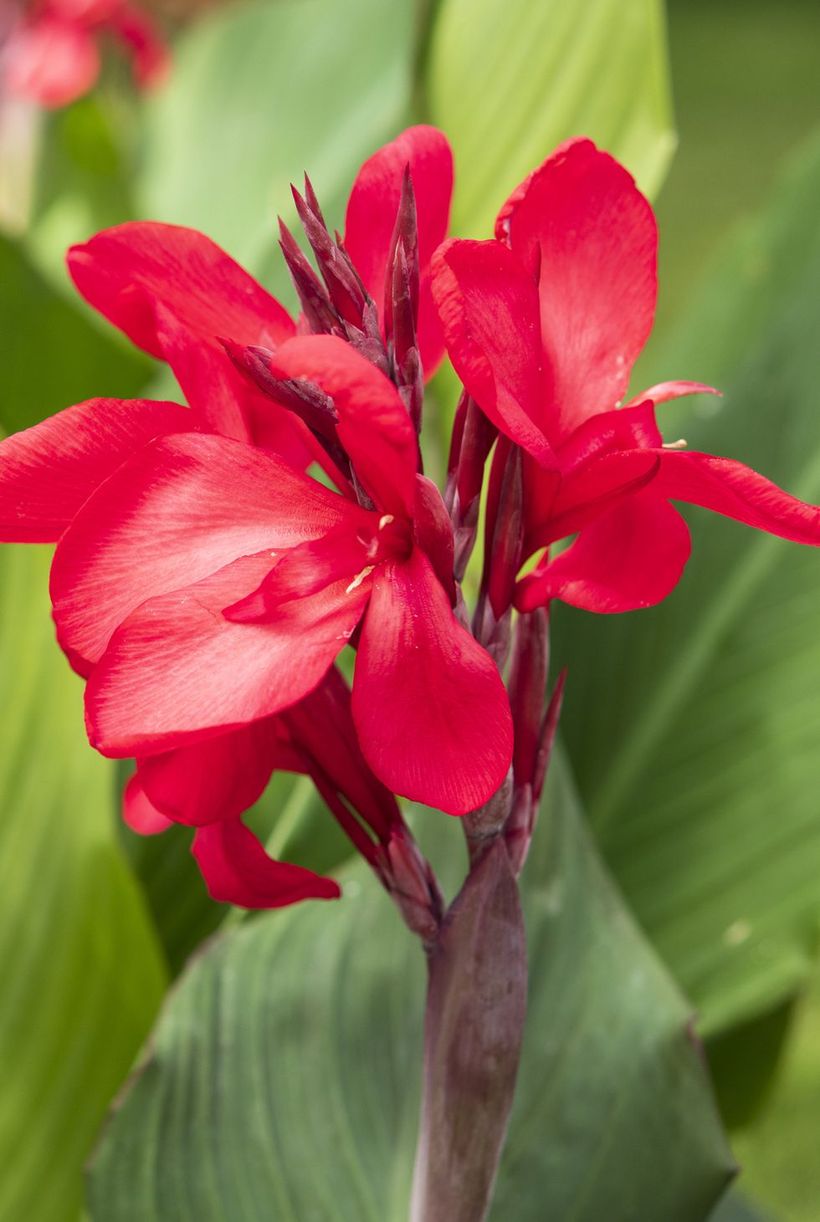 Canna-flowers-and-plants.-