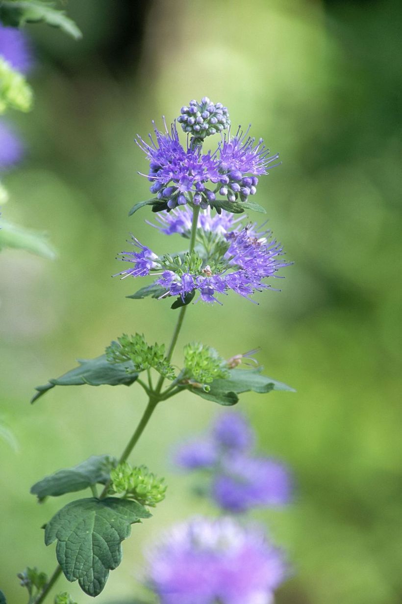 Caryopteris-plants-and-flowers.-